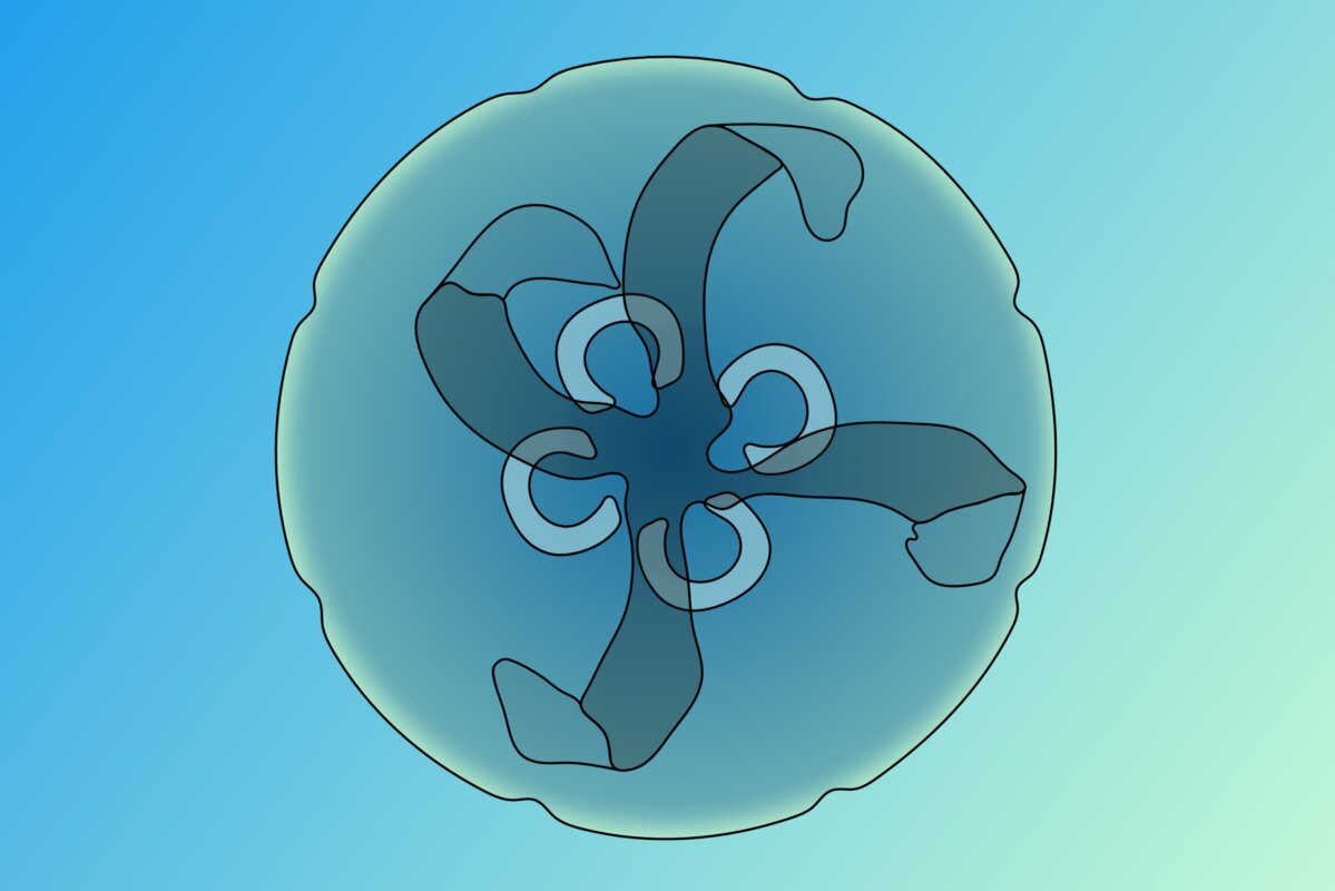 Evolution illustration