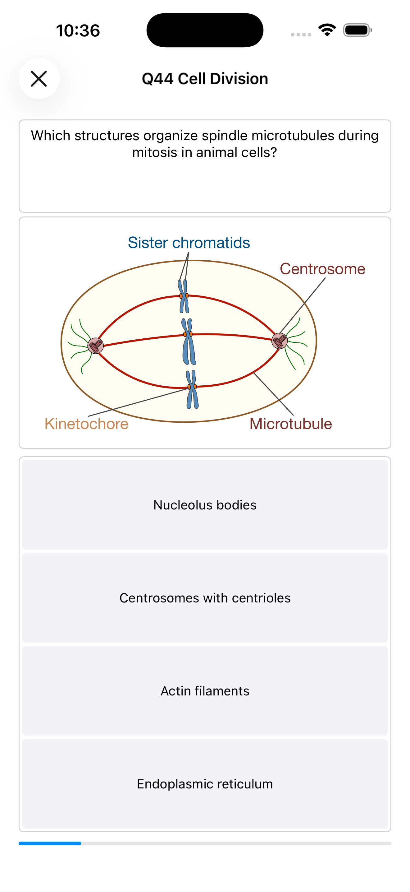 Codon One quiz screen